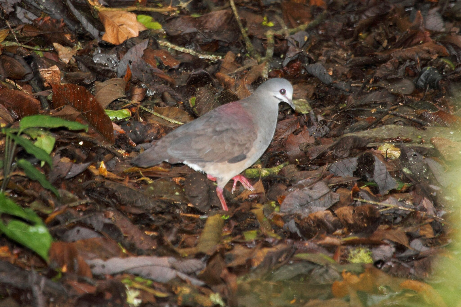 image Purplish-backed Quail-Dove